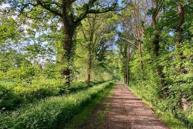 Source: Blick durch eine Allee bei Aurich, Niedersachsen