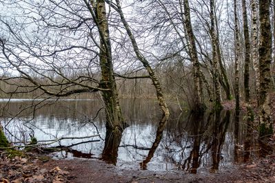Blick entlang des Uferstreifens zwischen den Bäumen hindurch auf den See des Berumerfehner Moors